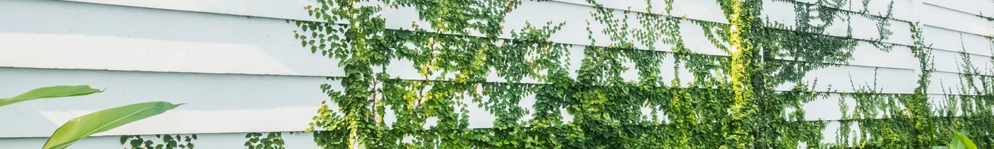 997f28df-19c3-41cb-ac38-9b3ce05bf669-white-wall-with-tree-leaf-wall(1).jpg